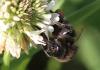 Bombus soroeensis soroeensis